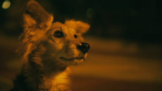 Perro noche - Foto propiedad de: Joao Guerreiro 
