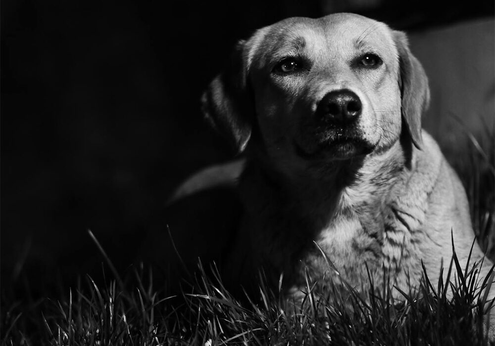 Perro noche - Foto propiedad de: Khaoula ATTAR