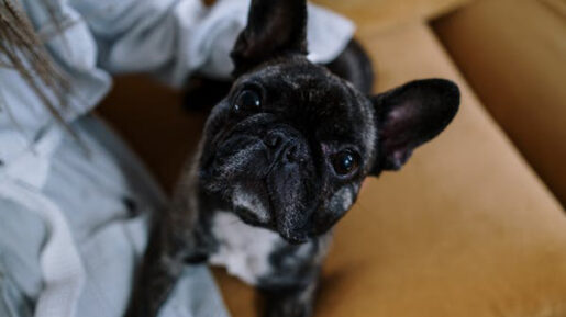 Perro noche - Foto propiedad de: cottonbro studio