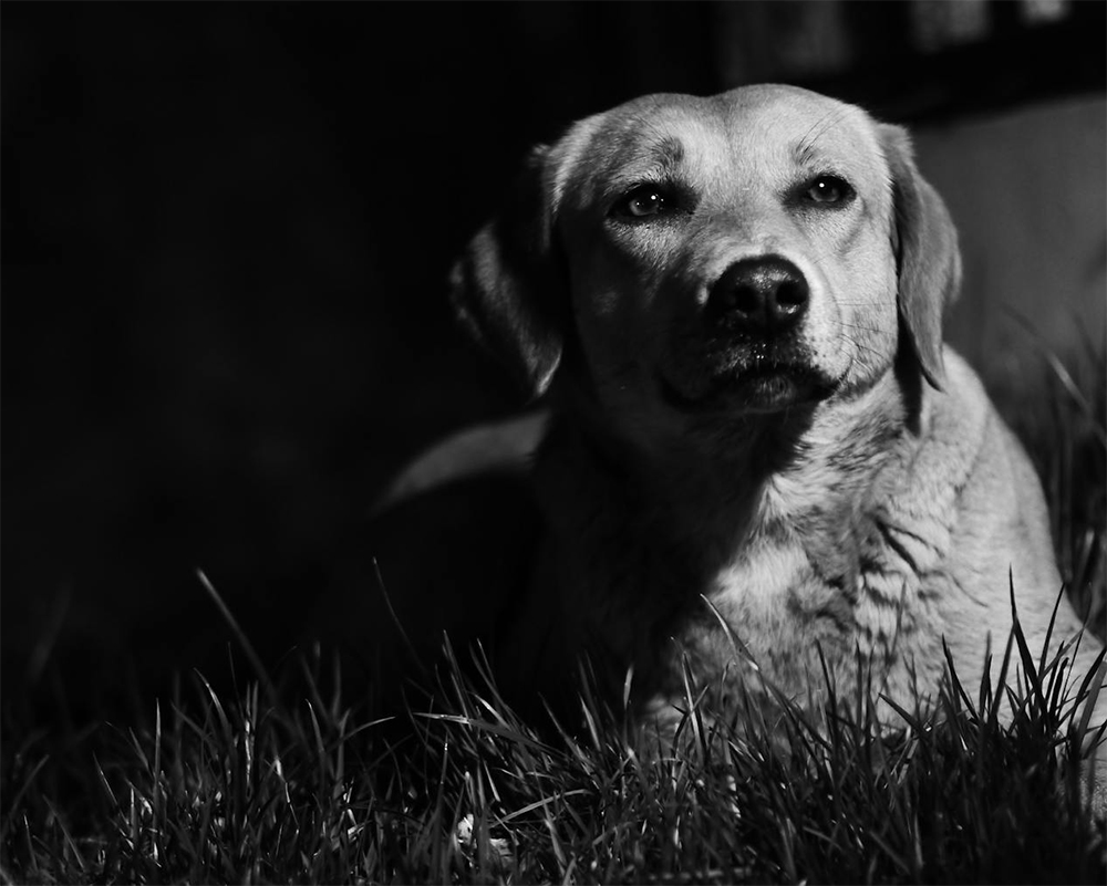 Perro noche - Foto propiedad de: Khaoula ATTAR