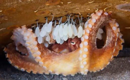 Pulpo - Pinterest