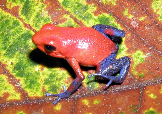 Rana venenosa fresa -