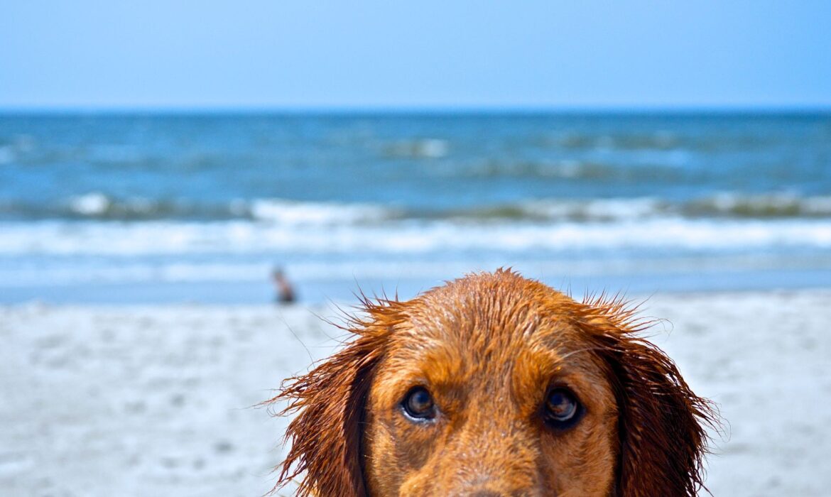 Consejos verano otitis
