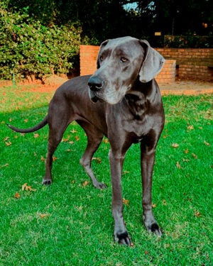 Dogo alemán - Foto propiedad de: Philippe Alamazani
