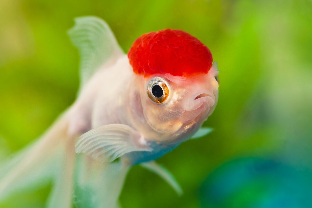 Dazed golfish - Por Benson Kua from Toronto, Canada - Dazed again