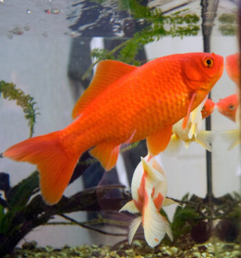 Goldfish - Foto propiedad de: Heptagon