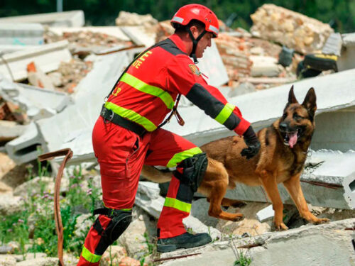Perro rescate UME - Ministerio de Defensa