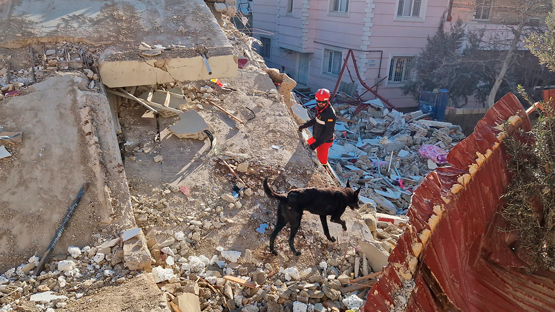 PERRO-RESCATE