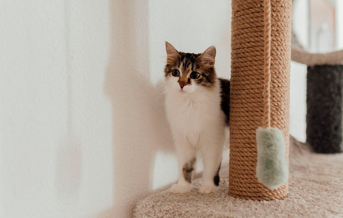 Residencia-felina-3