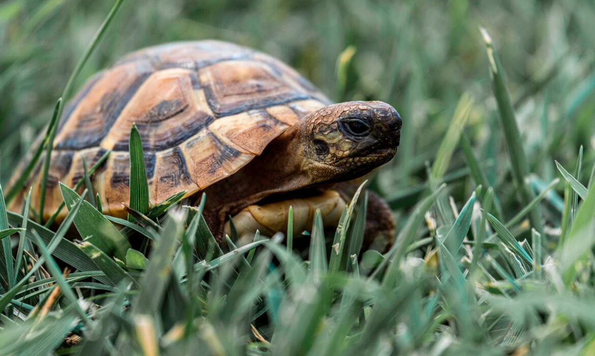 TORTUGA