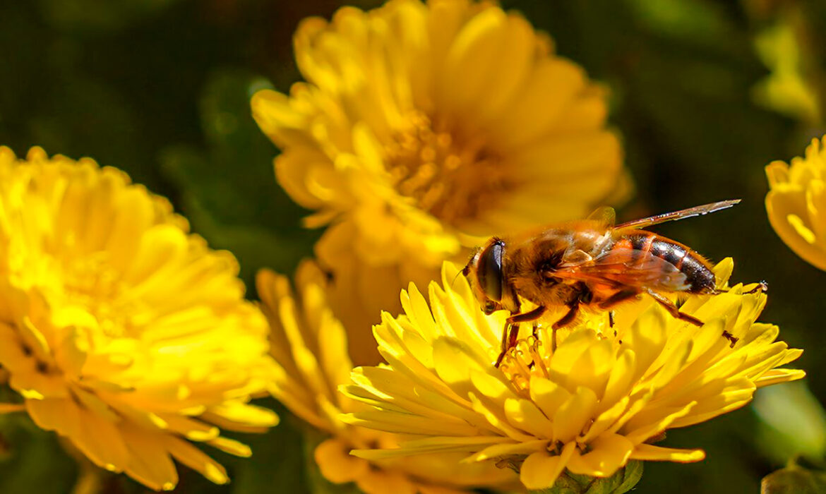 Abeja - Foto propiedad de: Alican Ataş - Pexels