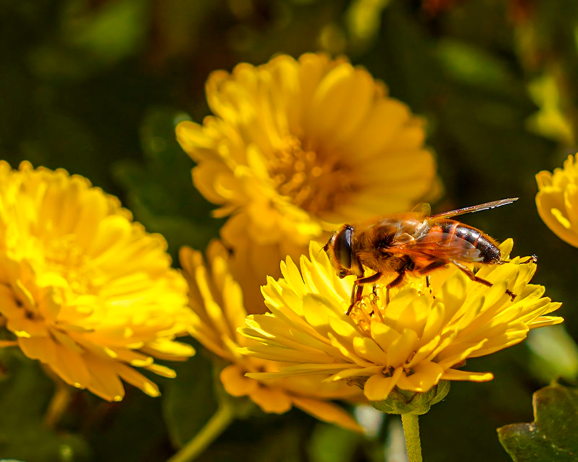 Abeja - Foto propiedad de: Alican Ataş - Pexels