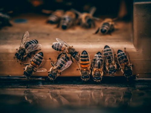 Abejas - Foto propiedad de: Kito Digital - Pexels