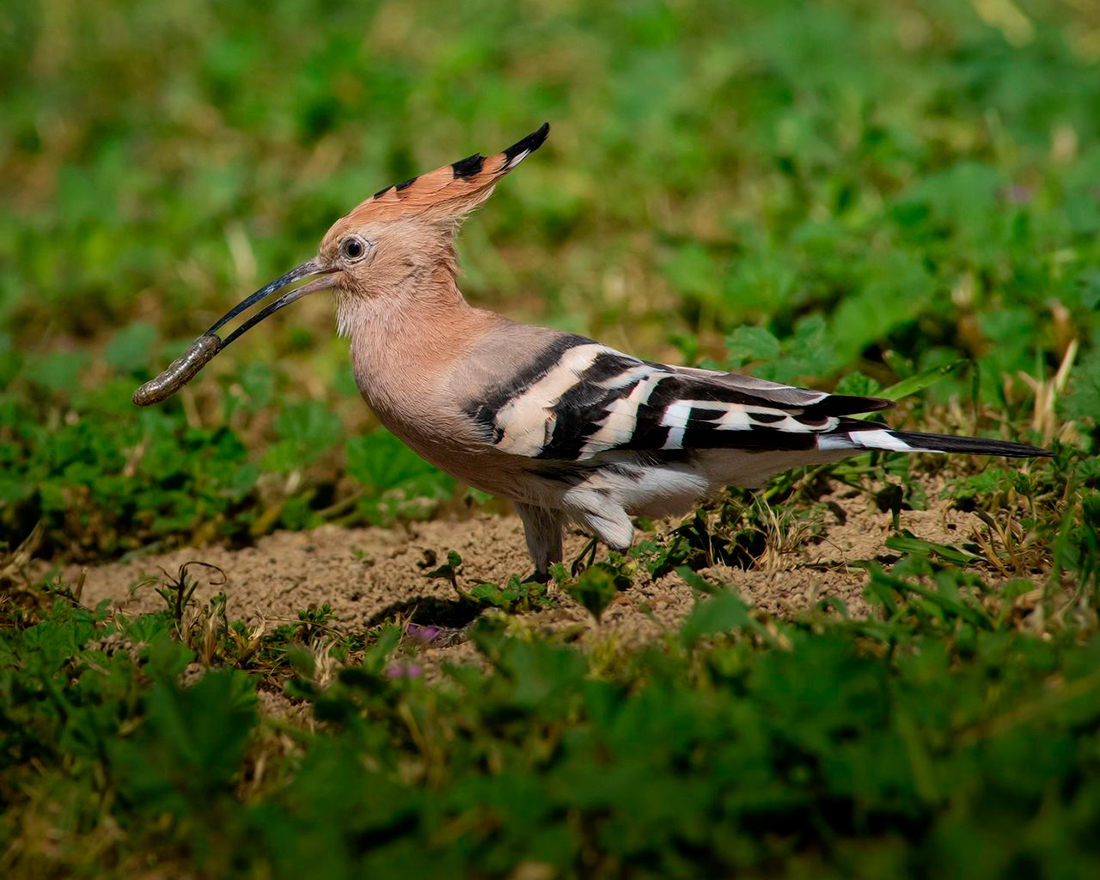 Abubilla - Foto propiedad de: Jesús Esteban San José - Pexels