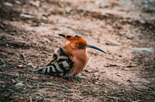 Polluelo de Abubilla - Foto propiedad de: Why Not - Pexels