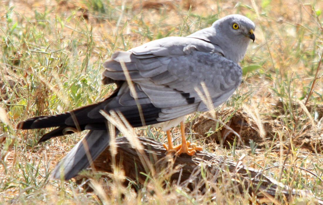 Aguilucho cenizo - Wikipedia