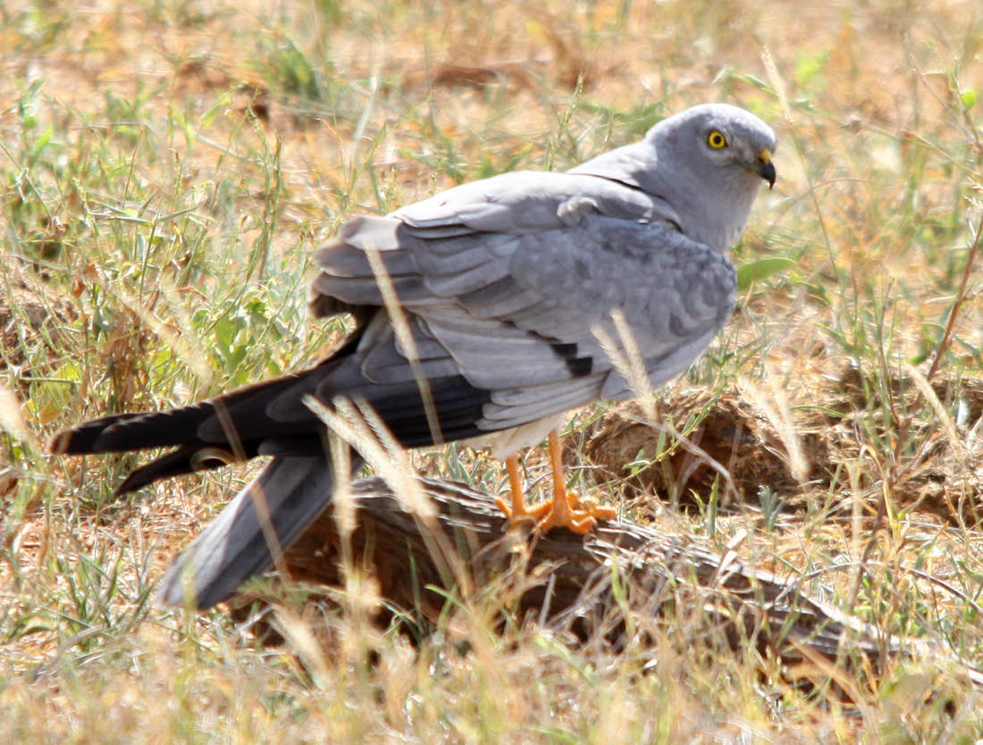 Aguilucho cenizo - Wikipedia