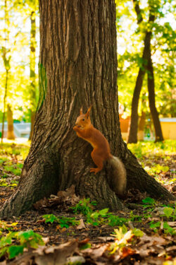 Ardilla en parque - Foto propiedad de: Daniil Kondrashin