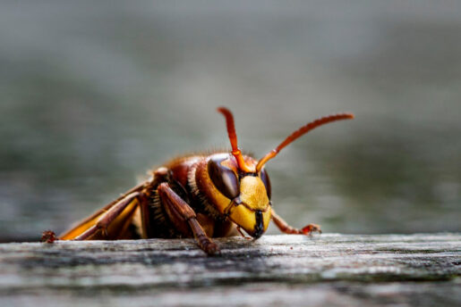 Avispa - Foto propiedad de: Dirk Poxdoerfer - Pexels