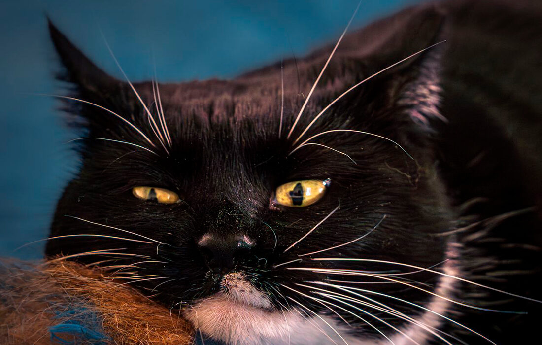 bolas-de-pelo-gatos