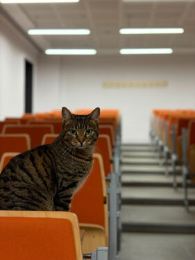 Gato en aula - Foto propiedad de: Dicle Dağkıran