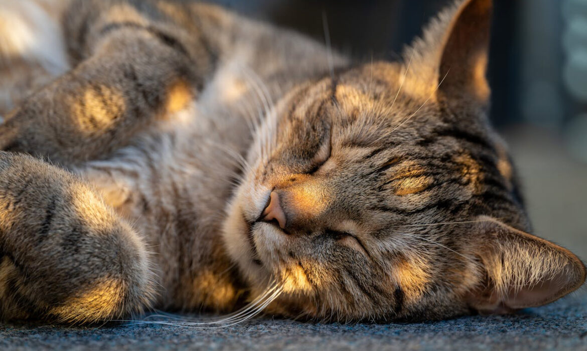 Golpe de calor gatos - Pexels
