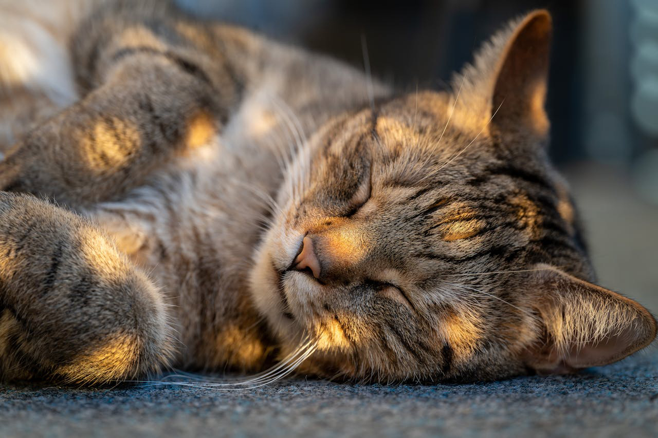 Golpe de calor gatos - Pexels