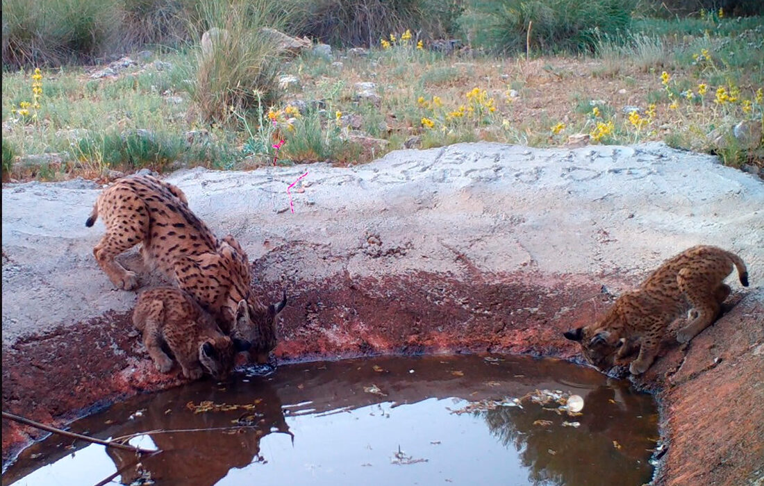 Lince con cachorros