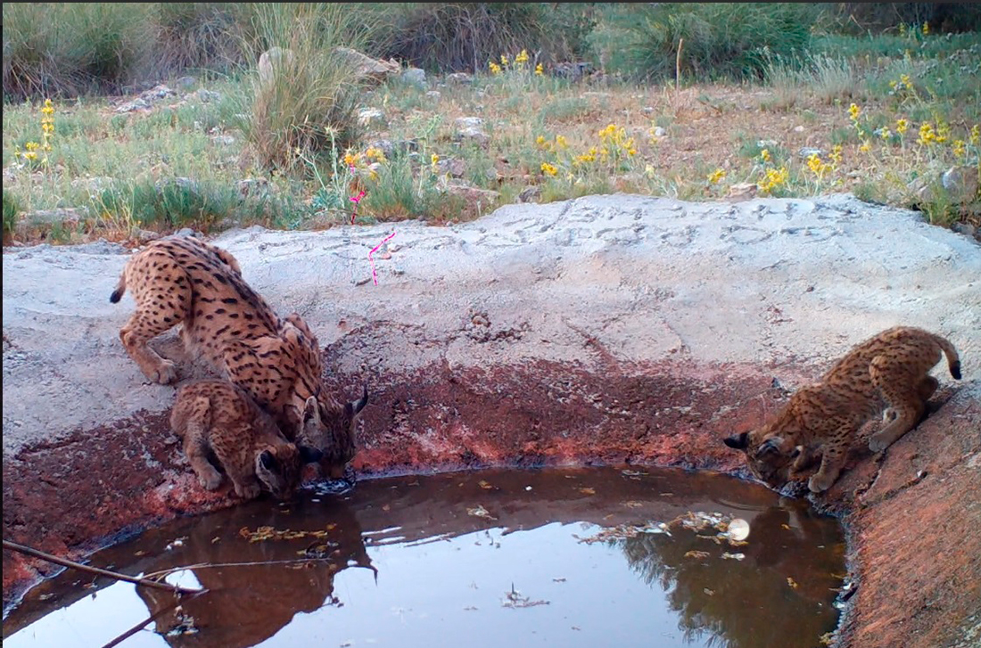 Lince con cachorros