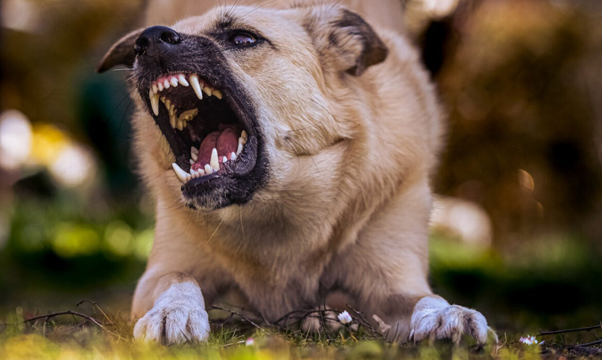 Perro agresivo - Pexels