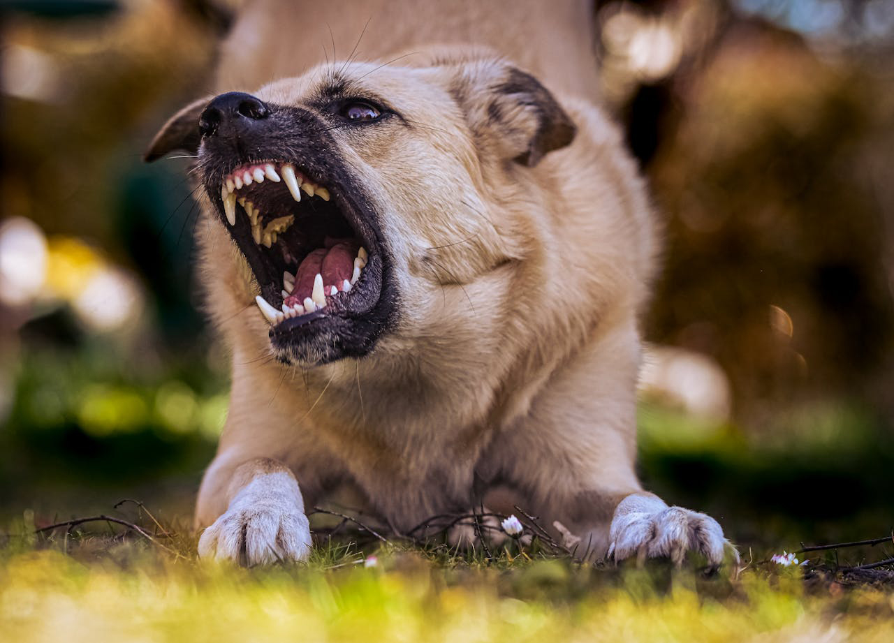 Perro agresivo - Pexels
