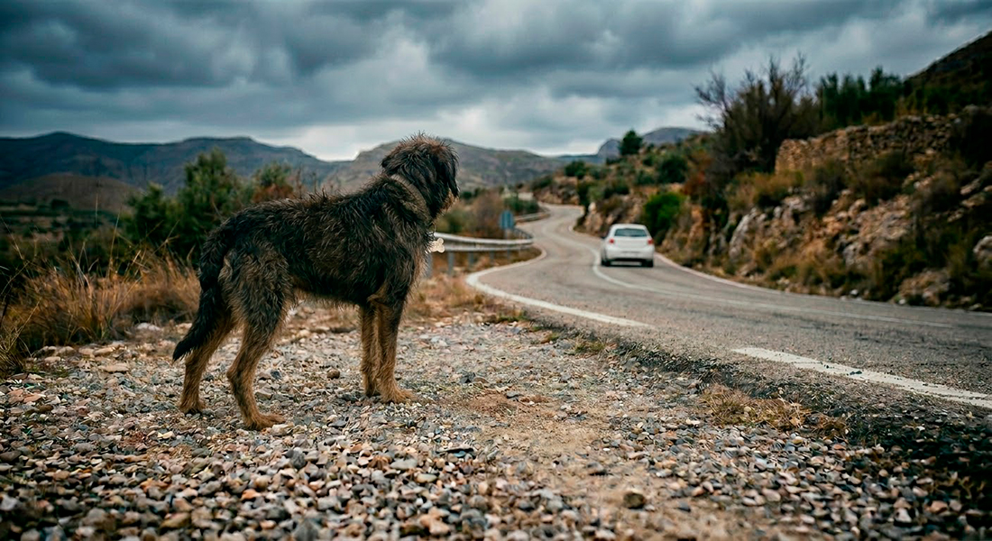 Perro en carretera