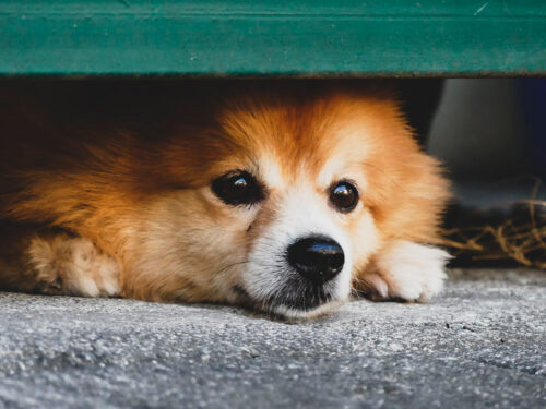 Perro escondido - Autor: Kimy Moto - Pexels