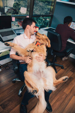Perros en el trabajo - Apunto Group - Pexels