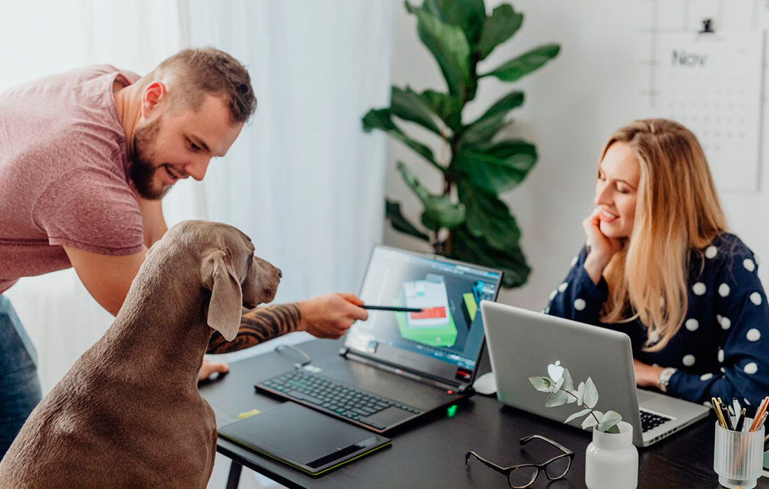 Perros en el trabajo - Pexels - www.kaboompics.com