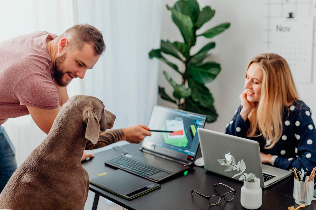 Perros en el trabajo - Pexels - www.kaboompics.com