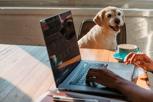 Perros en el trabajo - Autor:  Samson Katt  - Pexels