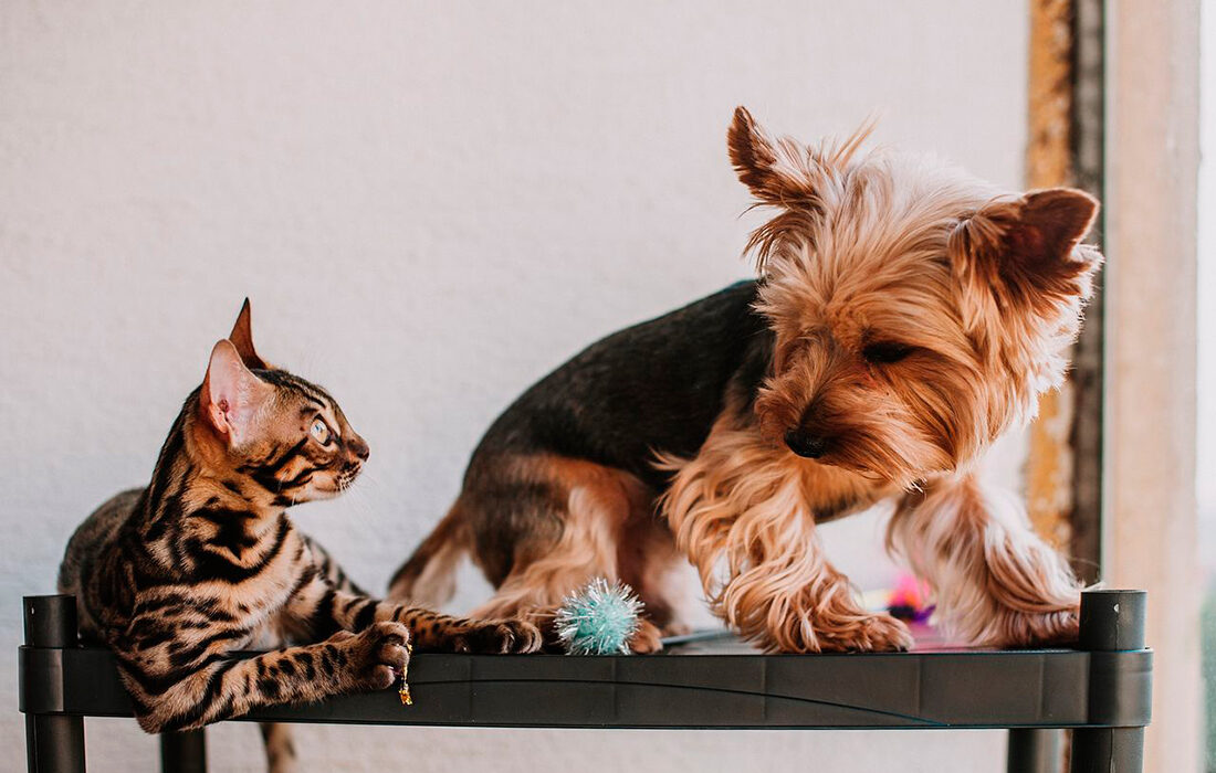 Perro y gato - Foto propiedad de: Helena Jankovičová - Pexels