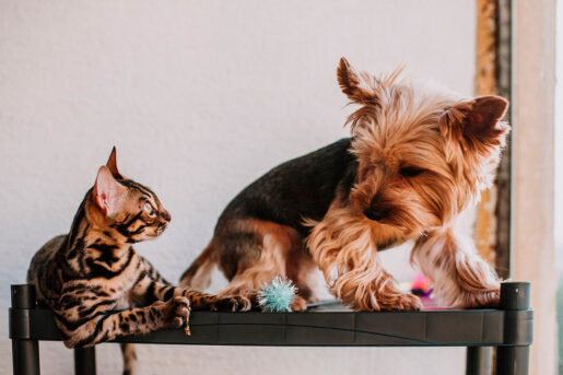 Perro y gato - Foto propiedad de: Helena Jankovičová - Pexels