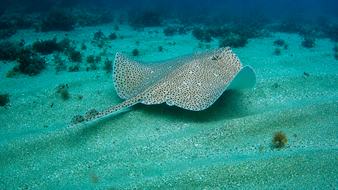 Ejemplar de raya boca de rosa (Raja brachyura) | Foto: Ana Aja, IEO-CSIC