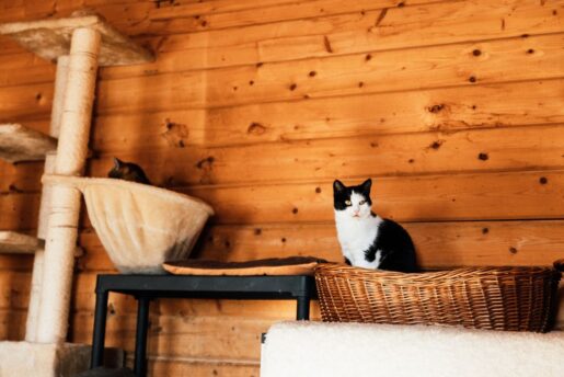 Residencia felina - Foto propiedad K - Pexels