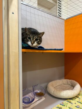 Residencia gatos - Foto propiedad de: ЗооСутки Зоогостиница Краснодар - Pexels