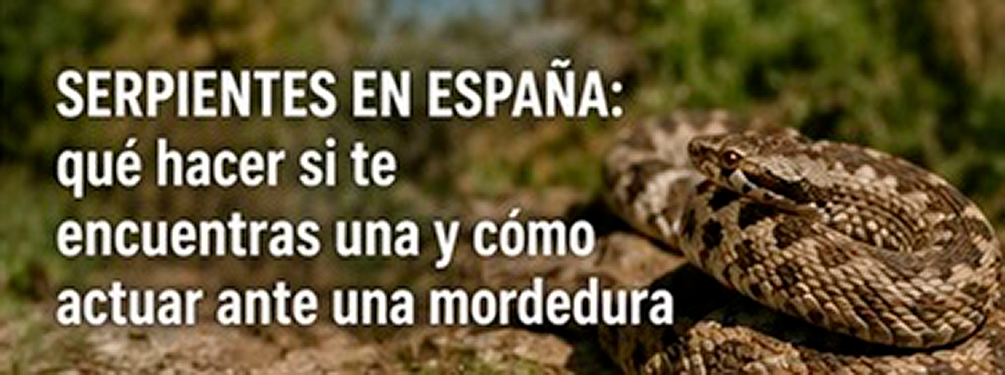 serpiente-1