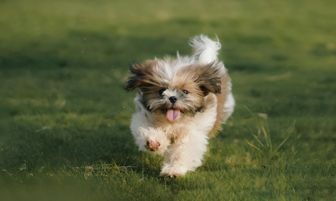 shitz-tzu