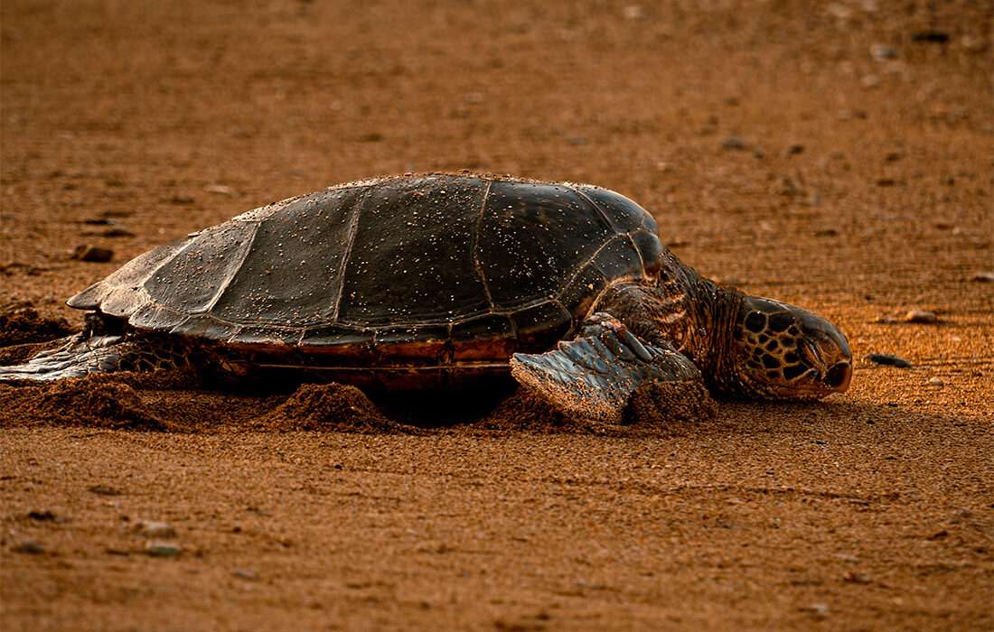 Tortuga Bobba - Foto propiedad de: Brittany Salatino
