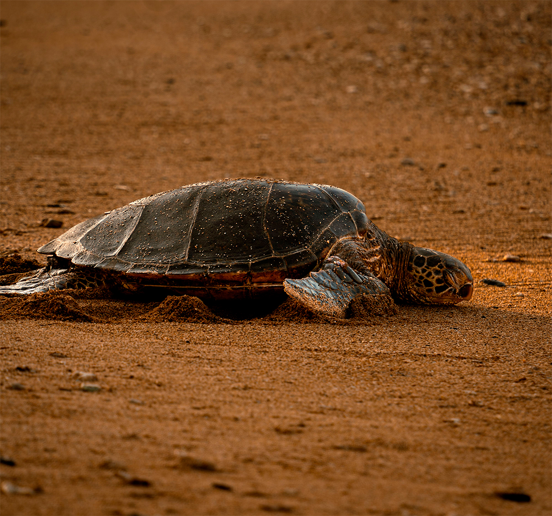 Tortuga Bobba - Foto propiedad de: Brittany Salatino