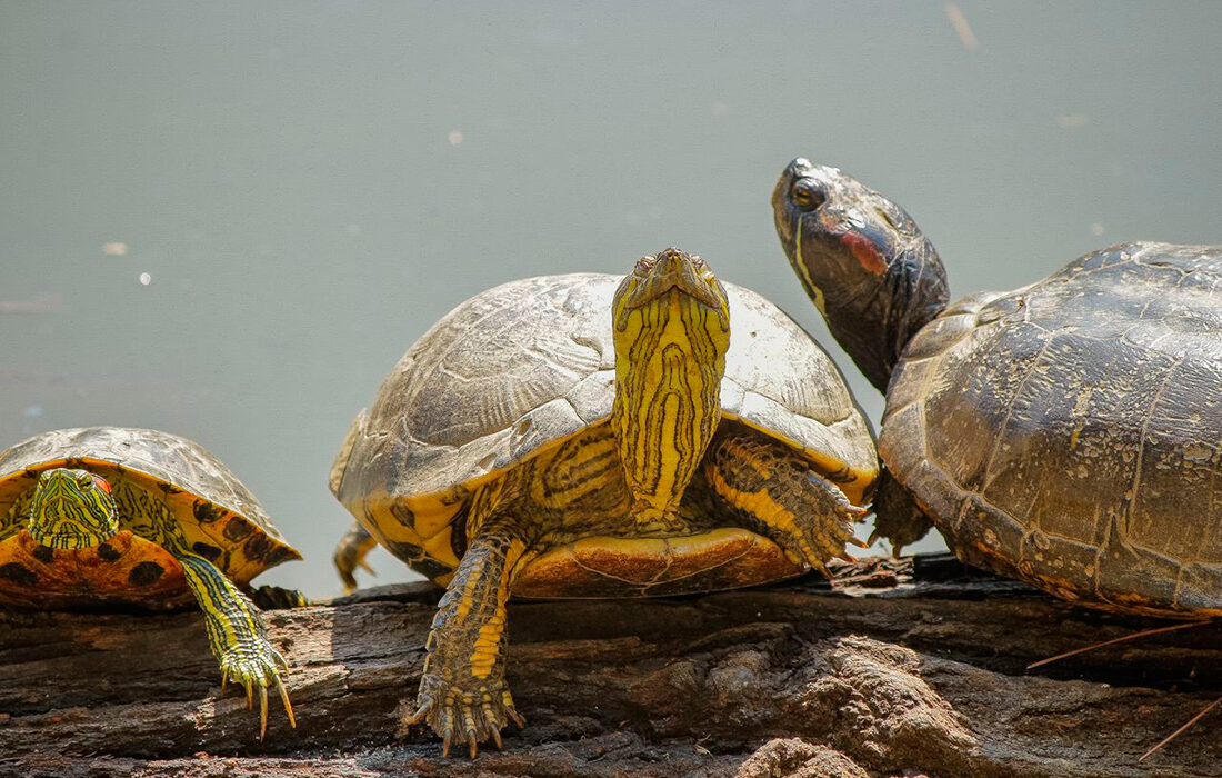 Tortugas de Florida - Autor: Lucas Pezeta - Pexels