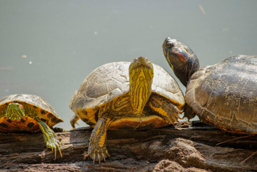 Tortugas de Florida - Autor: Lucas Pezeta - Pexels