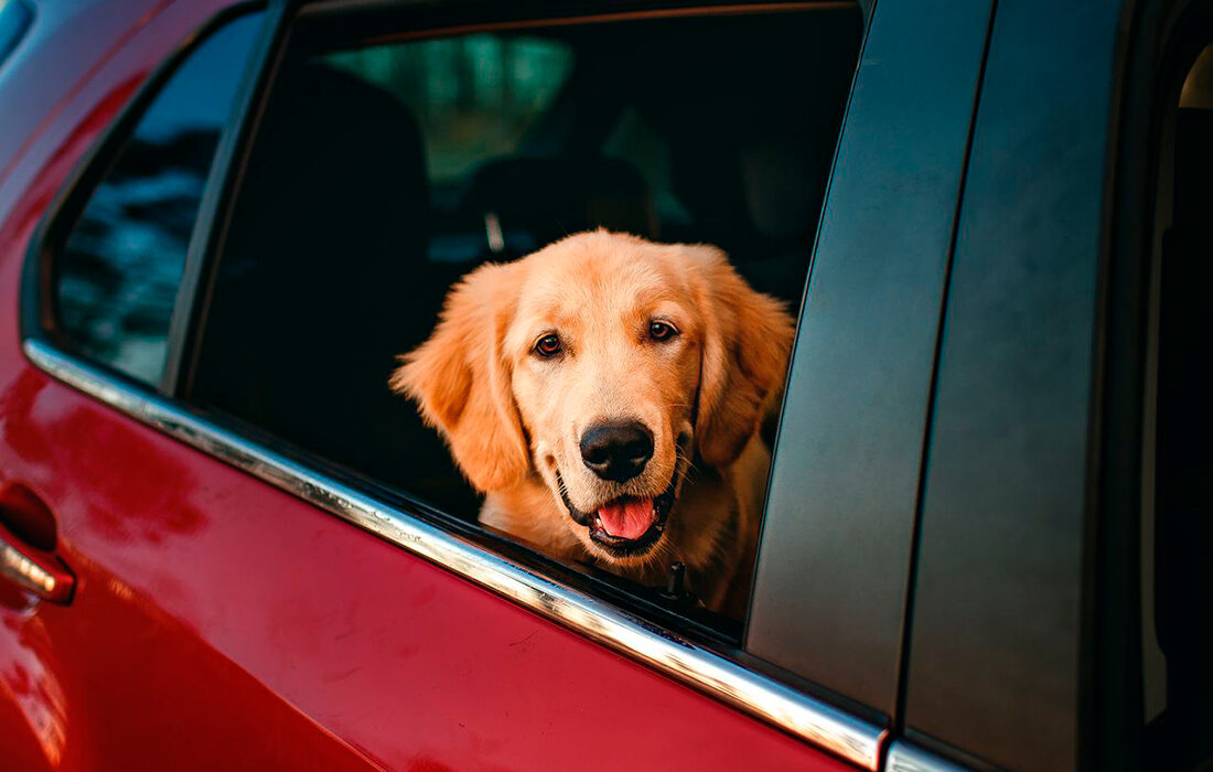Vaije perros - Foto propiedad de: Helena Lopes - Pexels