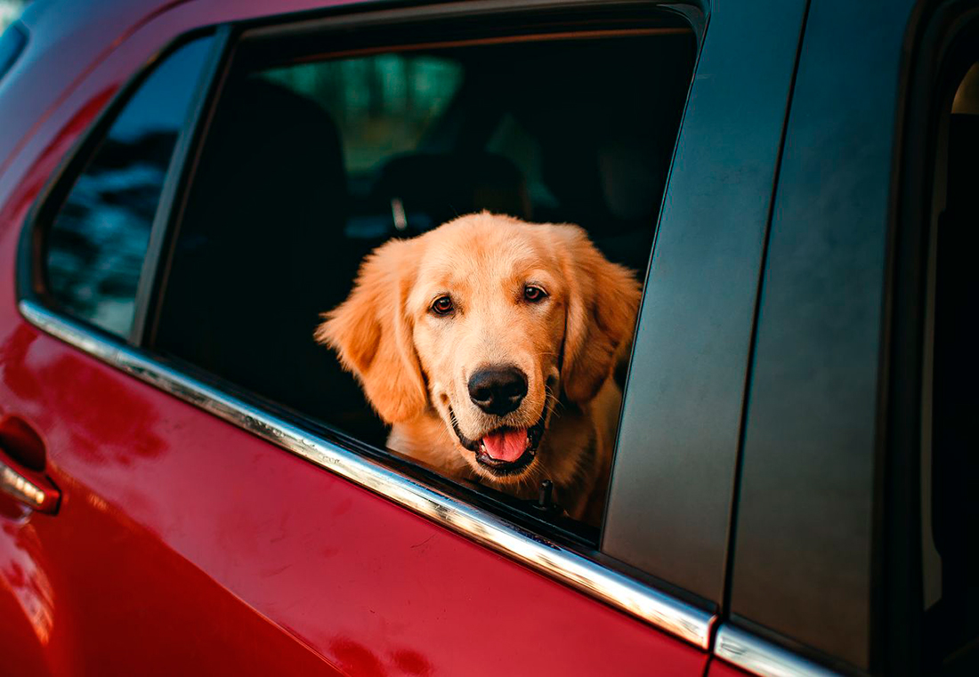 Vaije perros - Foto propiedad de: Helena Lopes - Pexels